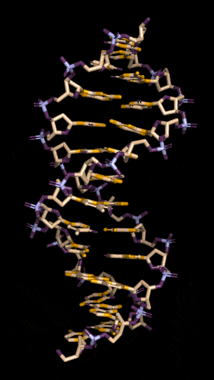 DNA Animation