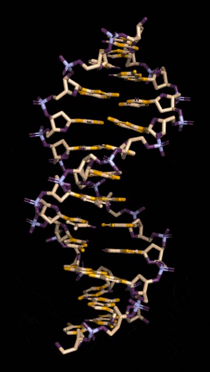 DNA Animation