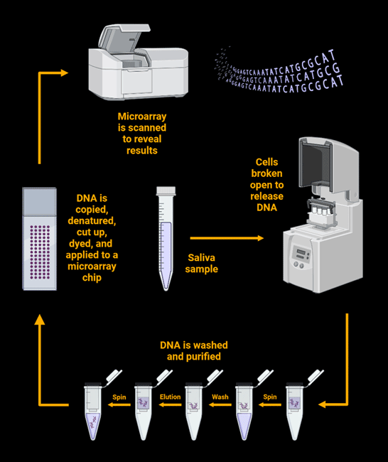 DNA Testing Process